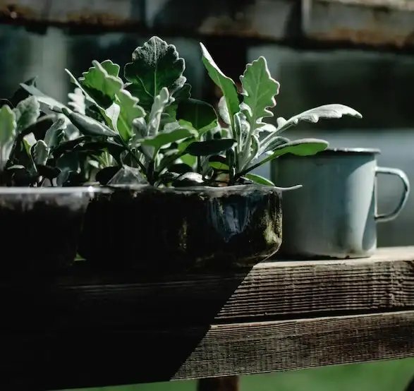 Beginner Container Gardening