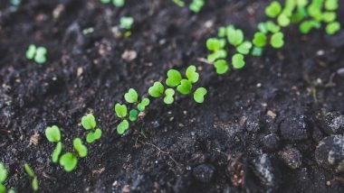 Benefits of Backyard Gardening