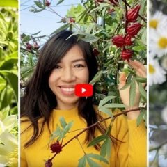 Blooming Flowers in Garden