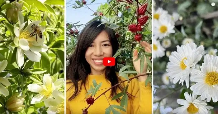 Blooming Flowers in Garden