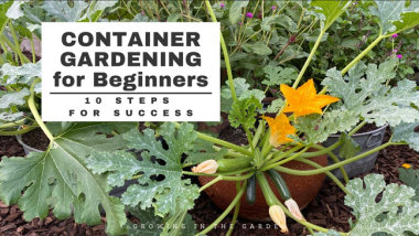 CONTAINER GARDENING for BEGINNERS