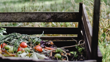 Compost Bin Tips