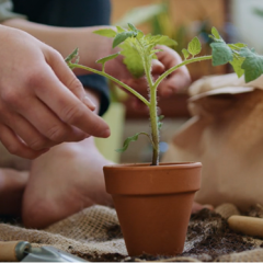 Container Gardening