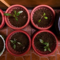 Container Gardening Tips