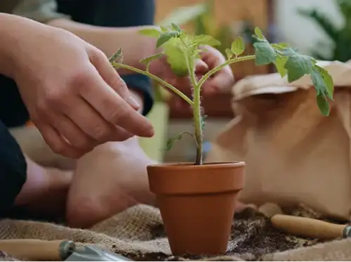 Container Gardening