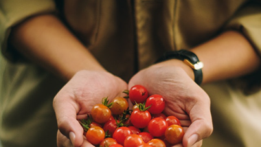 Cultivating Abundant Tomatoes