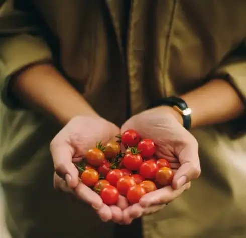 Cultivating Abundant Tomatoes