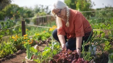 Cultivating Your Own Vegetable Garden