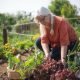 Cultivating Your Own Vegetable Garden