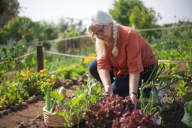 Cultivating Your Own Vegetable Garden