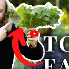 Easy Vegetables to Grow