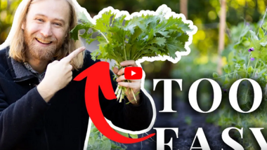 Easy Vegetables to Grow