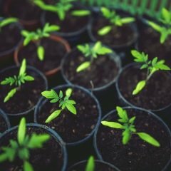 Eco-Friendly Gardening Tips