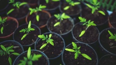 Eco-Friendly Gardening Tips