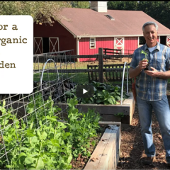 Essential Tips for a Thriving Organic Vegetable Garden