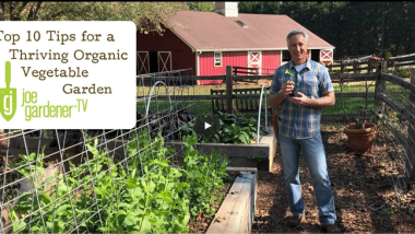 Essential Tips for a Thriving Organic Vegetable Garden