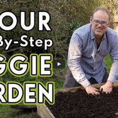 First Vegetable Garden Tips