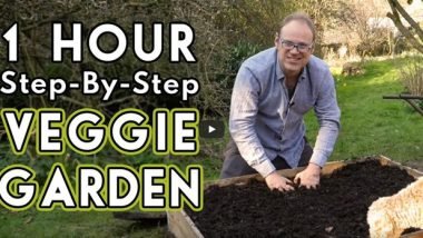 First Vegetable Garden Tips