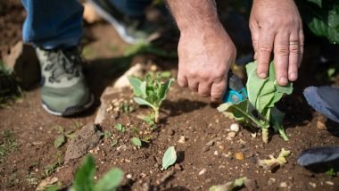 Free Plants Through Perennial Division