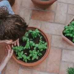 Gardening in Small Spaces