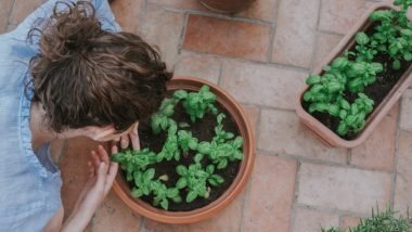 Gardening in Small Spaces