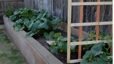 Grow Your Own Healthy Vegetables