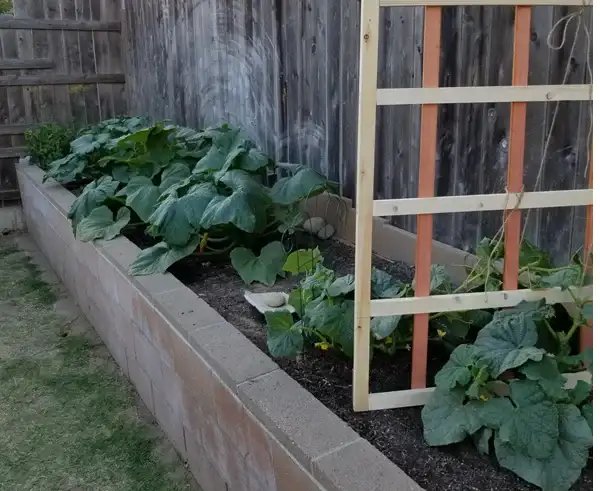 Grow Your Own Healthy Vegetables