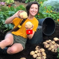 Growing Potatoes in Containers