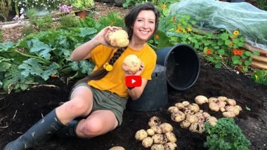 Growing Potatoes in Containers