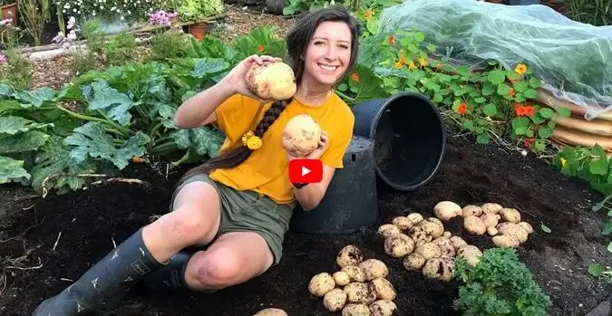 Growing Potatoes in Containers