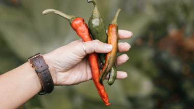 Growing Your Own Vegetables