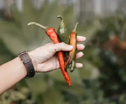 Growing Your Own Vegetables