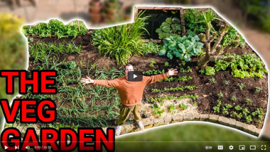 Growing a Vegetable Garden