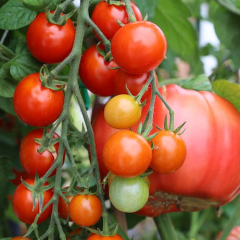 A Comprehensive Guide to Cultivating Exceptional Tomatoes