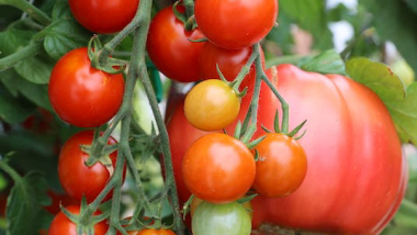 A Comprehensive Guide to Cultivating Exceptional Tomatoes