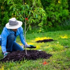 Guide to Transplanting Trees