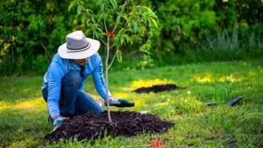 Guide to Transplanting Trees