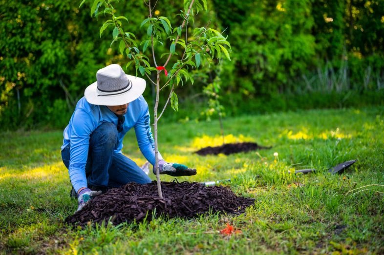 Guide to Transplanting Trees