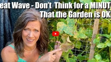 Heat Wave Gardening Tips