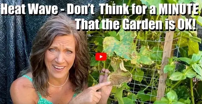 Heat Wave Gardening Tips