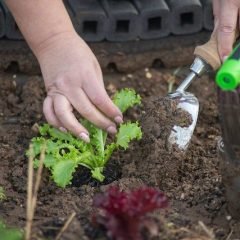 Organic Gardening