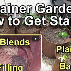 Saving Money on Container Gardening