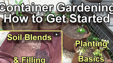 Saving Money on Container Gardening