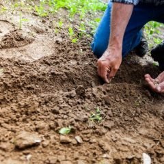 Starting a Garden from Seeds