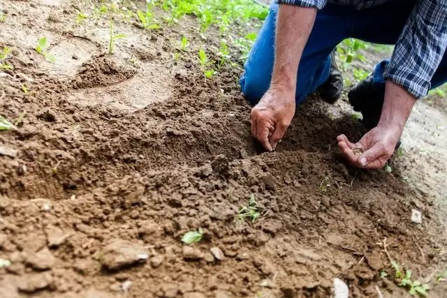 Starting a Garden from Seeds