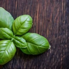 Starting an Herb Garden