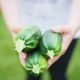 Tips for a Thriving Vegetable Garden