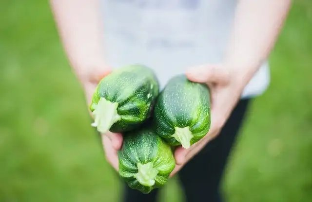 Tips for a Thriving Vegetable Garden