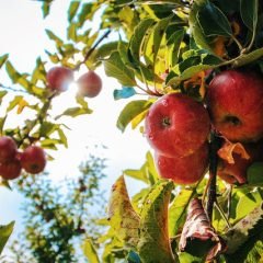 Tree Transplant Tips