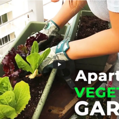 Urban Balcony Gardening